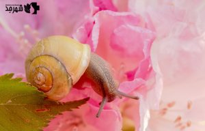 فواید شگفت انگیز عصاره حلزون در لوازم آرایشی