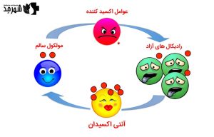رادیکال های آزاد چیست؟ + انواع و مضرات آن برای بدن
